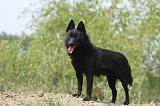 SCHIPPERKE 523